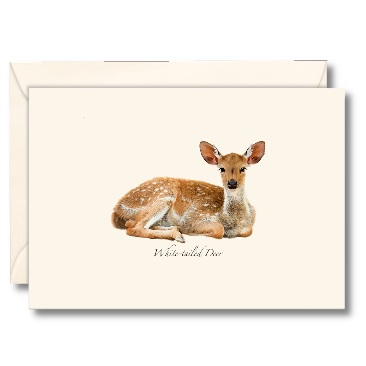 White-tailed Deer