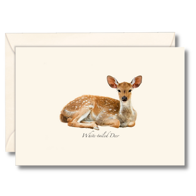 White-tailed Deer