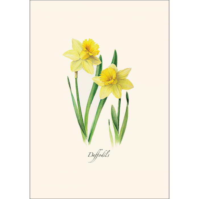 Daffodils