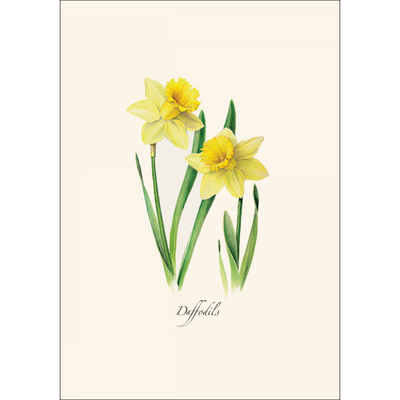 Daffodils