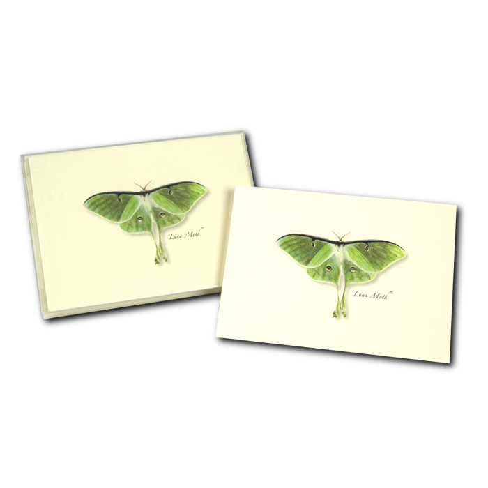 Luna Moth