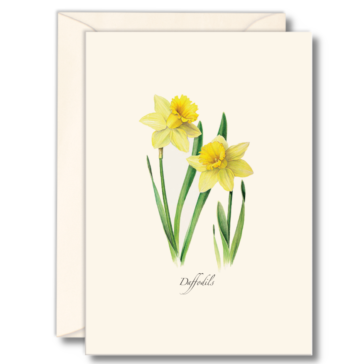 Daffodils