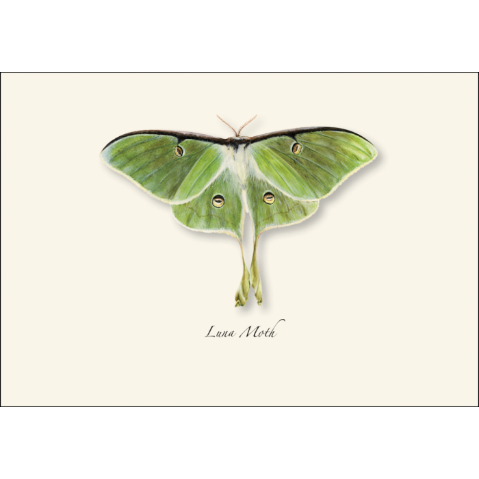 Luna Moth