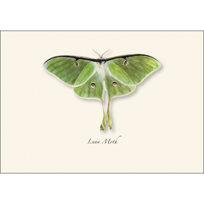 Luna Moth