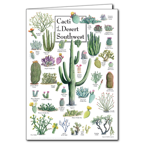 Cacti of the Desert Southwest Poster Greeting Card