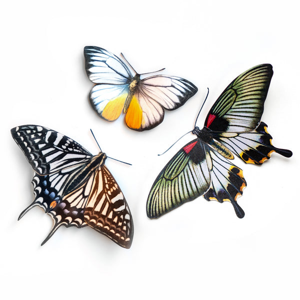 Basra Butterfly Set