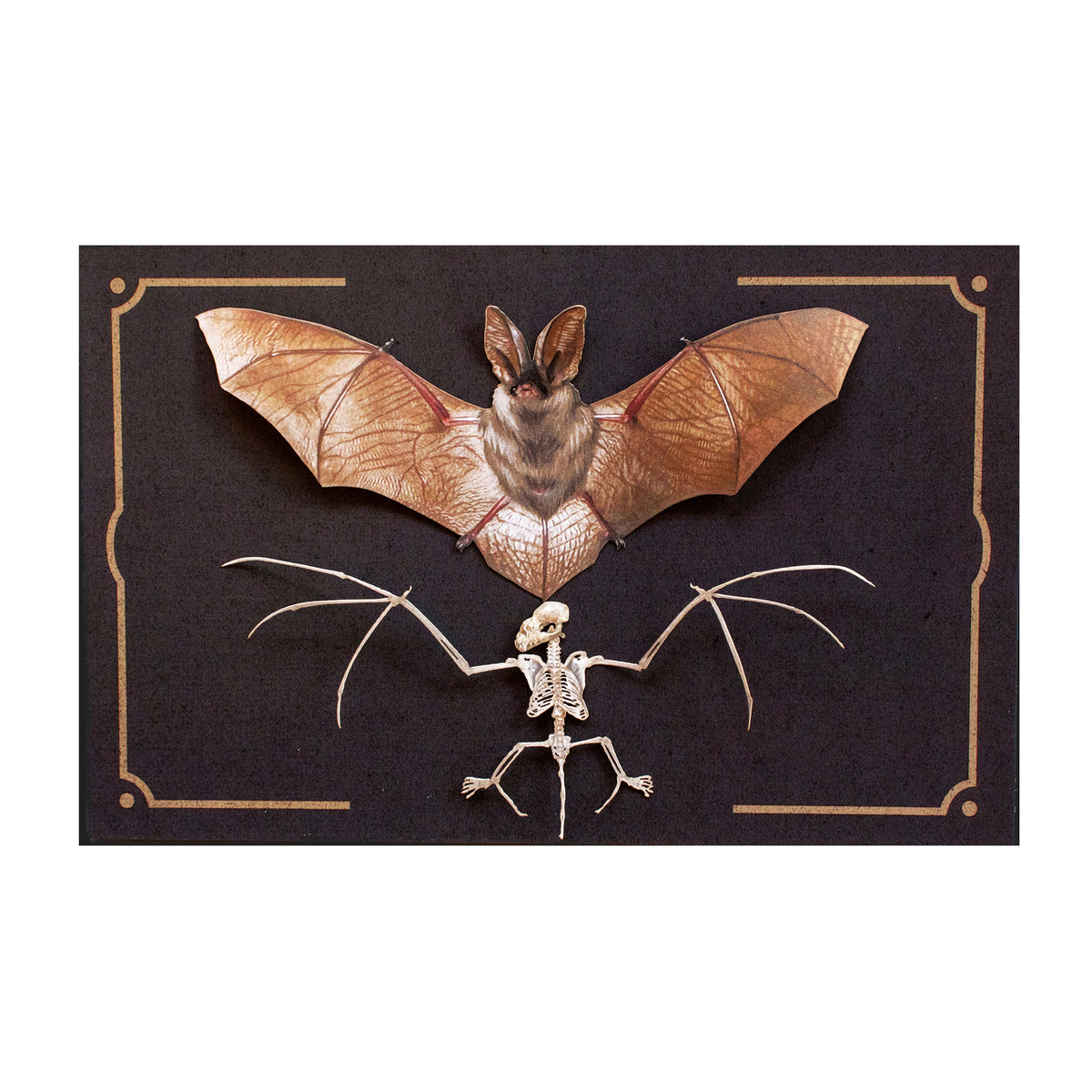 Nocturne Bat & Skeleton Set