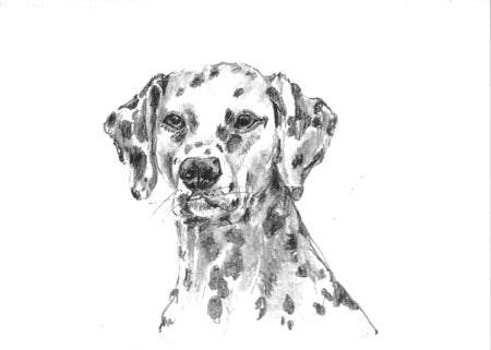 Oddballs Boxed Cards - Dalmatian