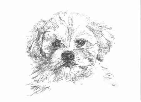 Oddballs Boxed Cards - Maltipoo