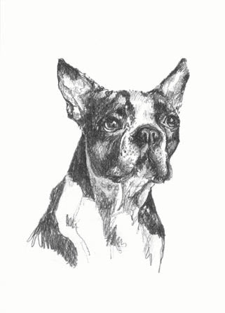 Oddballs Boxed Cards - Boston Terrier