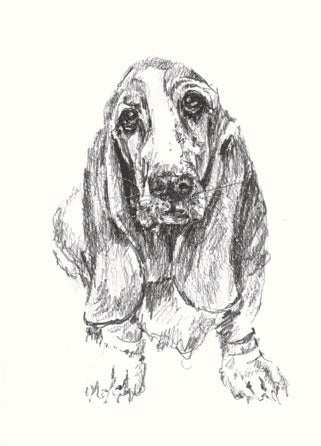 Oddballs Boxed Cards - Bassett Hound