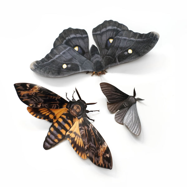 Belladonna Moth Set