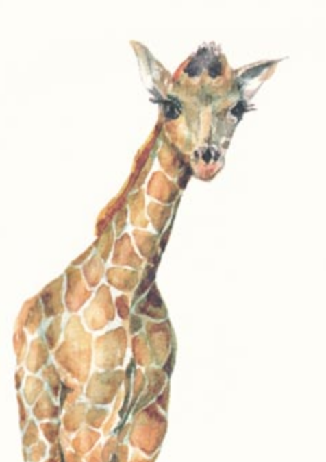 Boxed Cards - Giraffe Calf