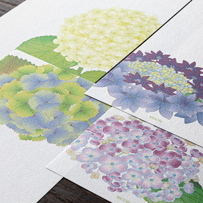 Midori Seasonal Message Letter Pad - 585 Four Designs Hydrangea