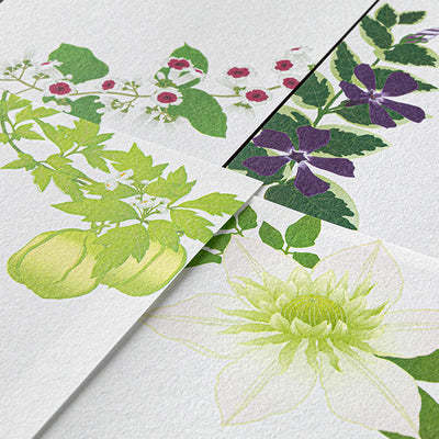 Midori Seasonal Message Letter Pad - 587 Four Designs Summer Flower