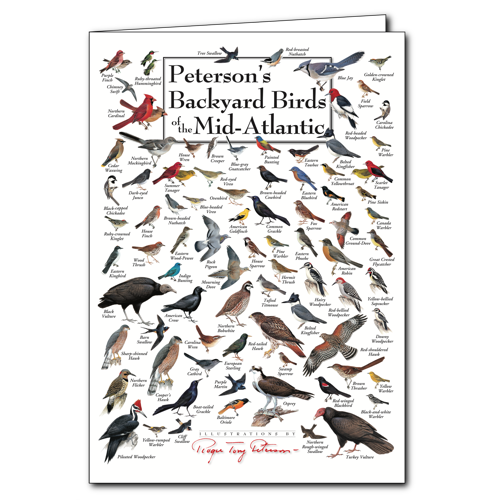 Backyard Birds of the Mid-Atlantic Poster