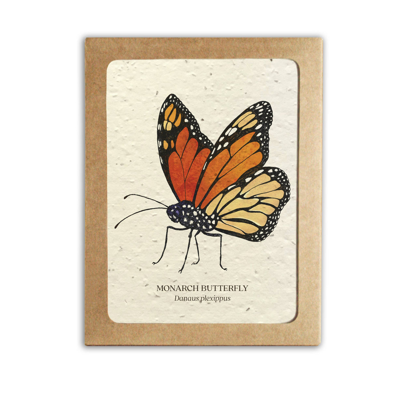 Insect Card Set