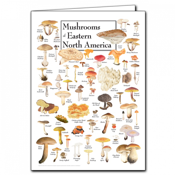 Mushrooms of E. N. A. Poster Greeting Card