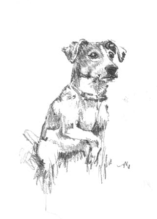 Oddballs Boxed Cards - Terrier