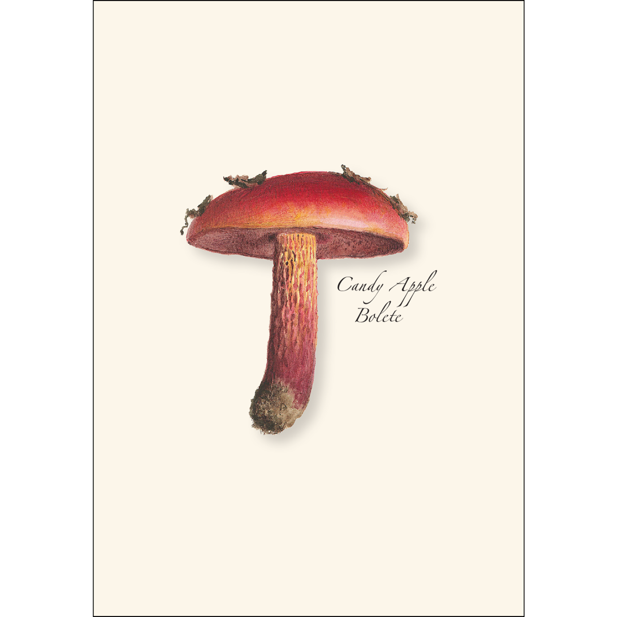 Ivory card with red mushroom illustration and text reading: Candy Apple Bolete.