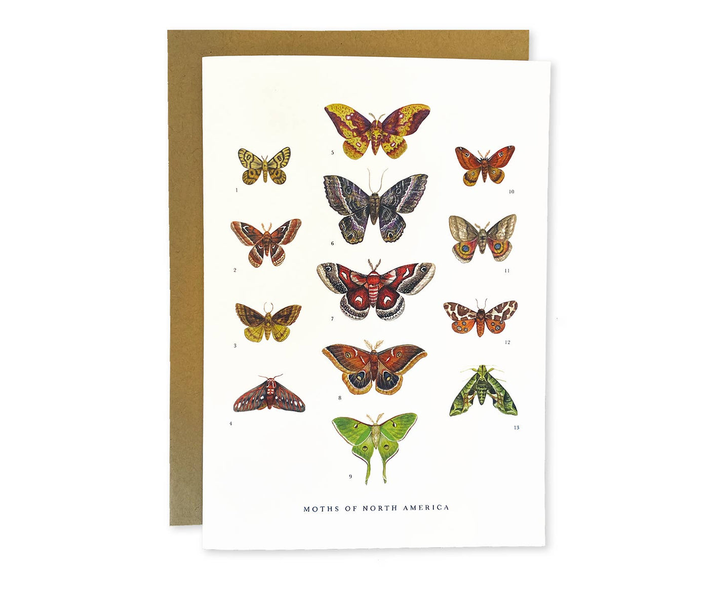 Moths of North America Greeting Card