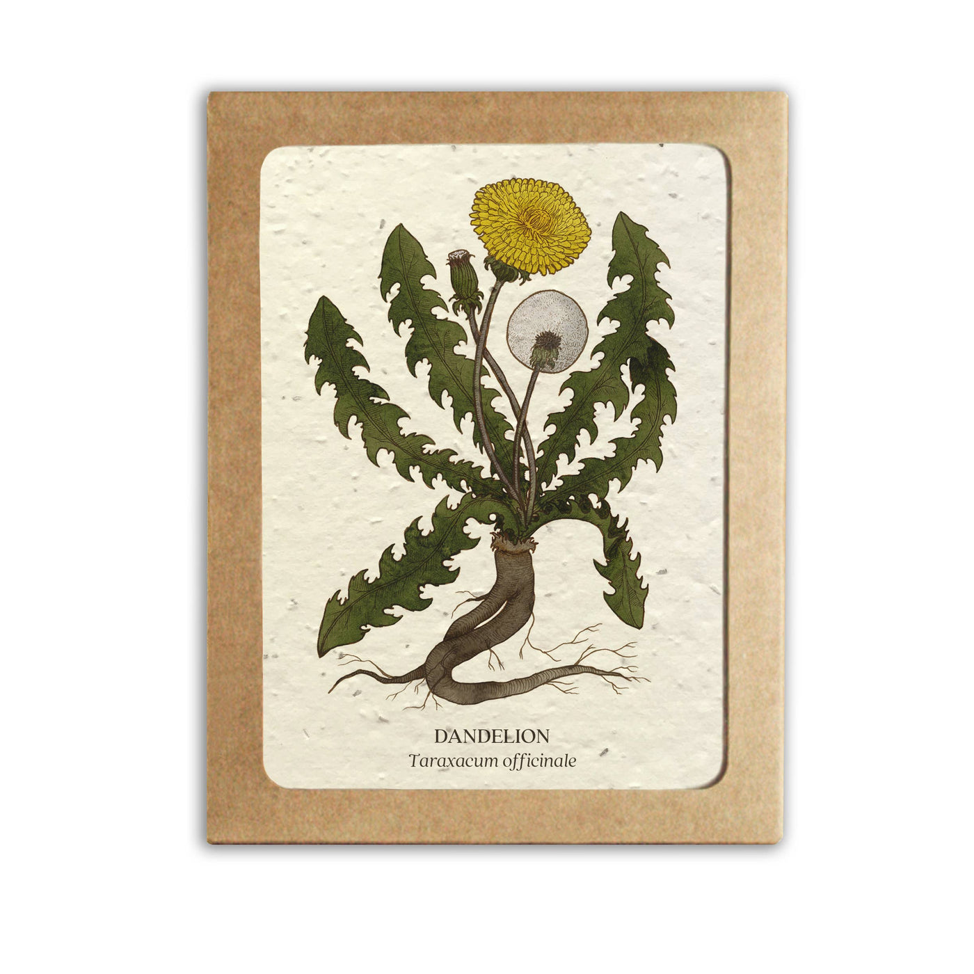 Medicinal Plants Card Set