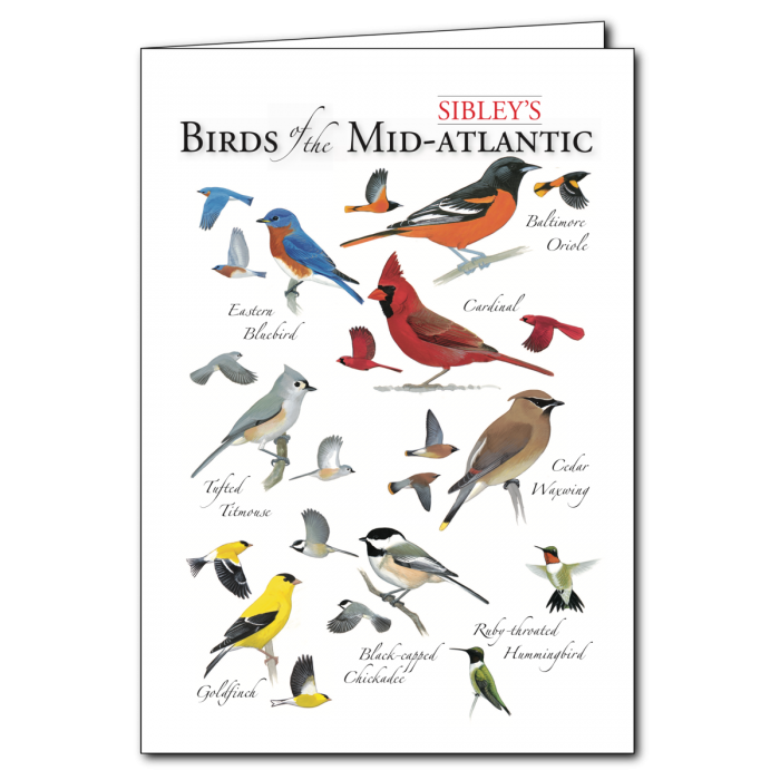 Sibley's Birds of the MidAtlantic