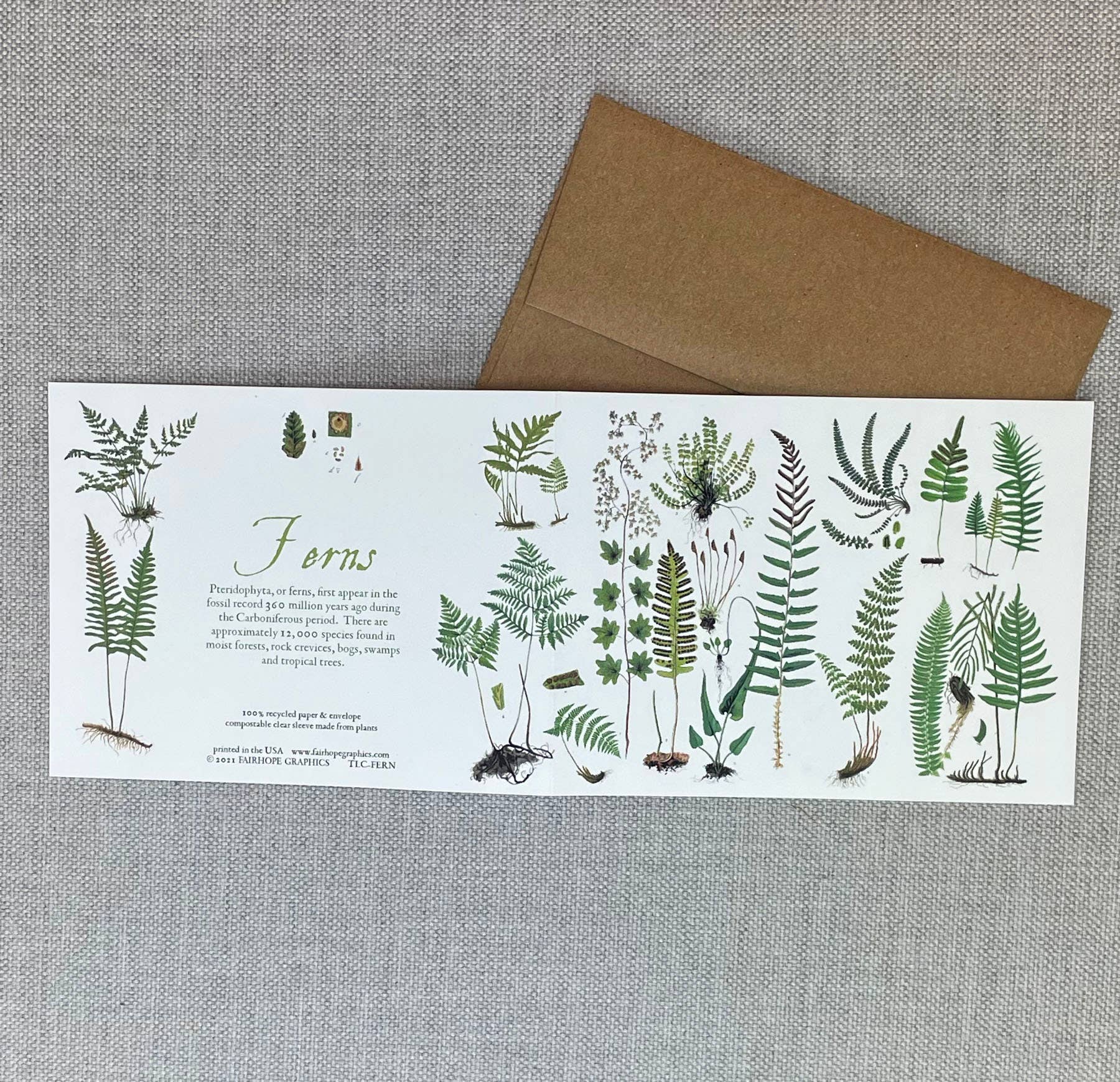 Ferns Card – Merrymaker Fine Paper
