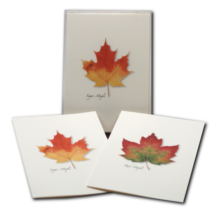 Maple Leaf Assortment