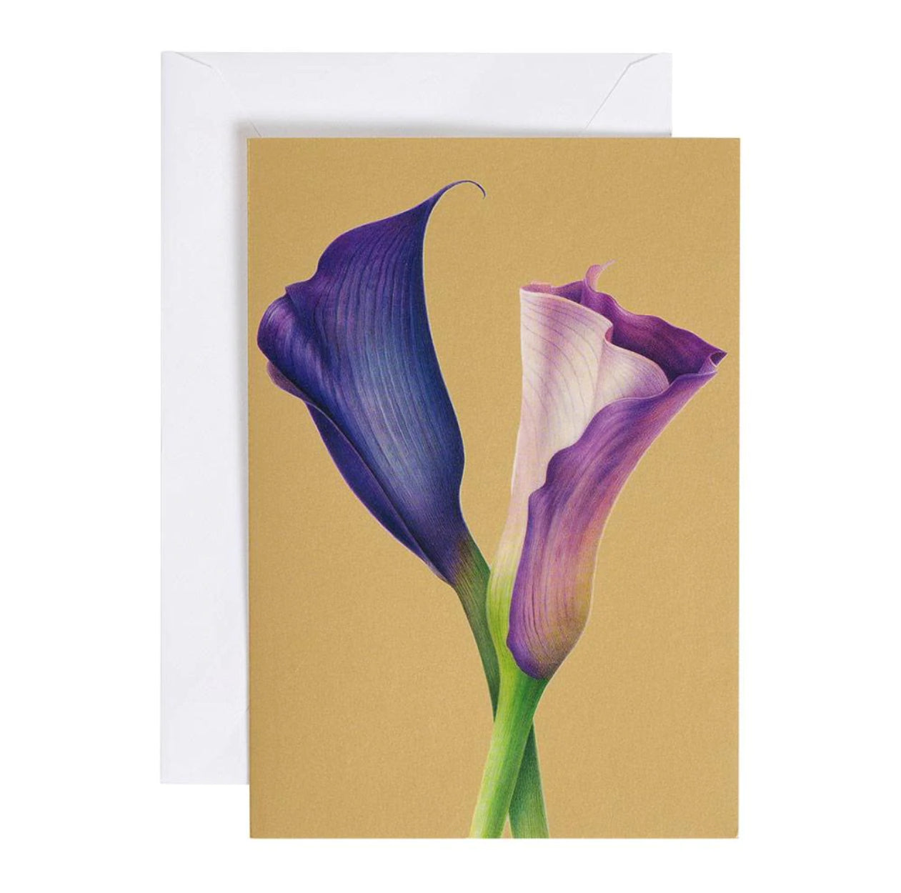 Purple Calla Lilies - blank